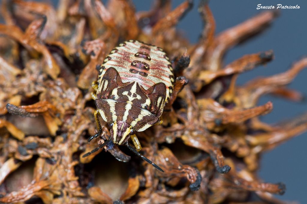 ninfa di Carpocoris sp. (Pentatomidae)